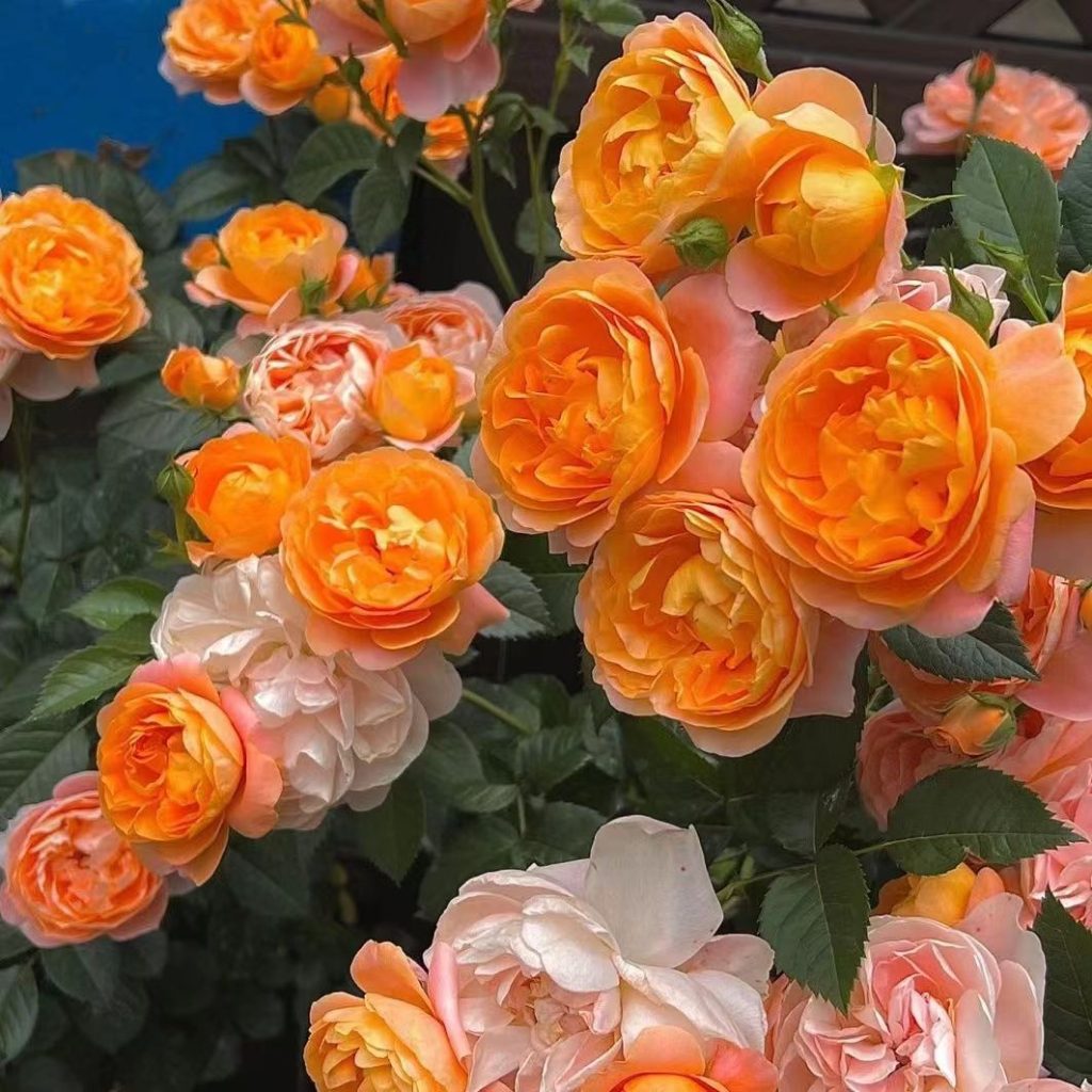 Juicy Terrazza Rose