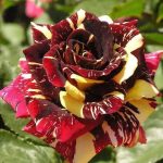 Abracadabra Rose