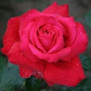 Alec's Red Rose
