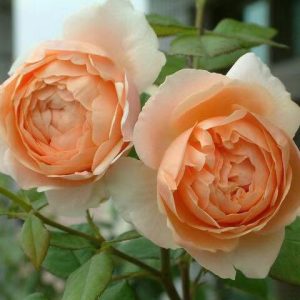 Ambridge Rose