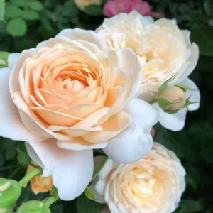 Ambridge Rose