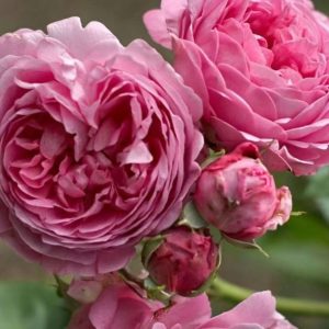 Carefree Wonder Rose