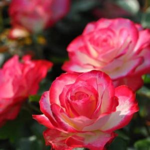 Cherry Parfait Rose