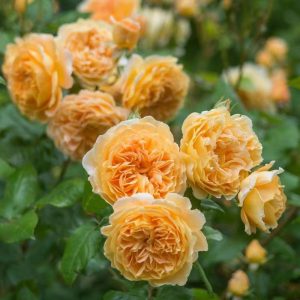 Crown Princess Margareta Rose