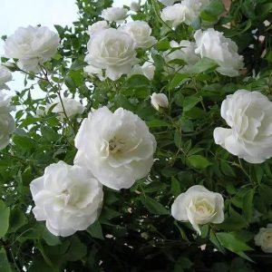 Iceberg Climbing Rose