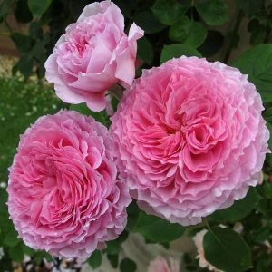James Galway Rose