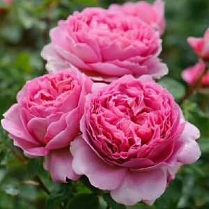 Princess Alexandra of Kent Rose