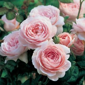 Queen Of Sweden Rose