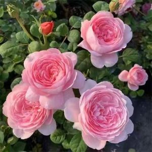 Queen Of Sweden Rose