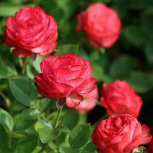 Bico Baby Romantica Rose