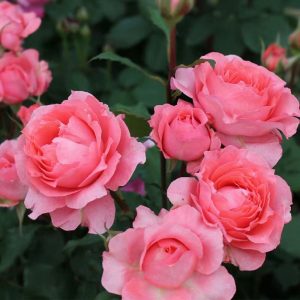 Corail Gelee Rose