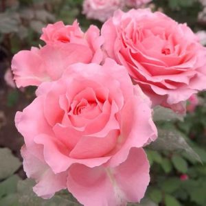 Corail Gelee Rose