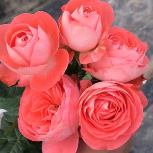 Nova King Terrazza Rose