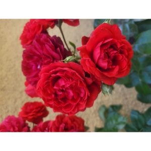Scarlet Bonica Rose