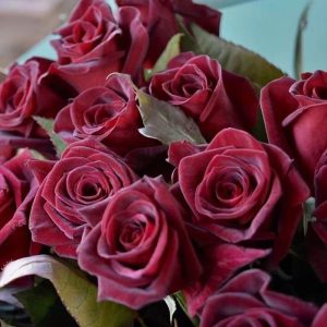 Black Baccara Rose