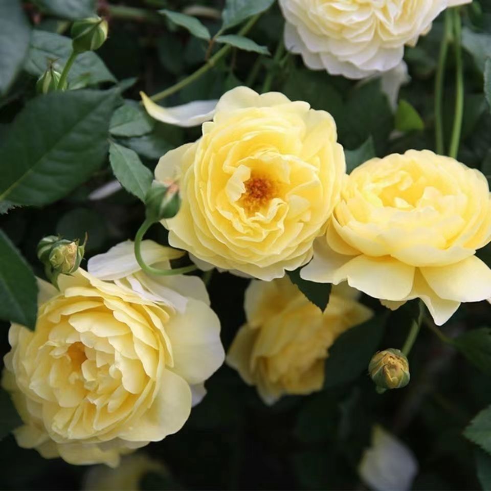 The Poet's Wife Rose