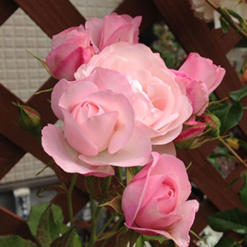 Strawberry Macaron Rose